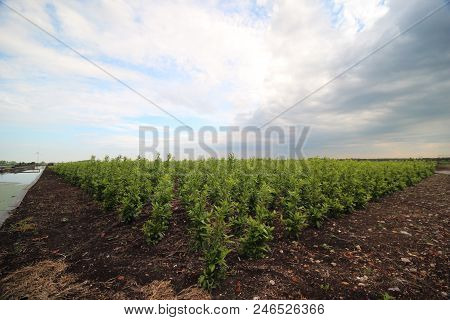 Dark Clouds Above The Polder Krimpenerwaard Just Before Heavy Rainfall And Thunderstorm
