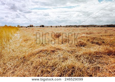 Uncollected Hay Lies On The Field, The Blue Sky With Clouds