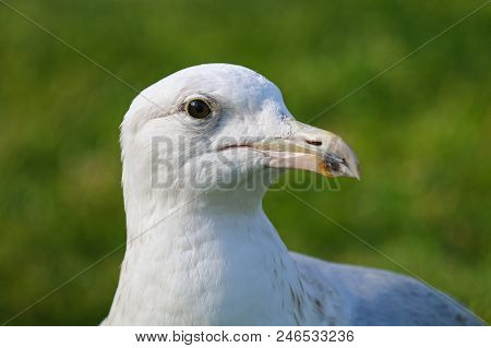 A Juvenile Herring Gull In Sub Adult Plumage