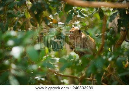 Monkey Sitting In The Trees. Monkey In Vietnam