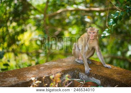 Macaca Is Sitting On A Tree. Asian Monkey