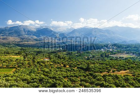 Landscape And Olive Groves In South Crete. Agriculture And Olive Groves Determine The Picture On The