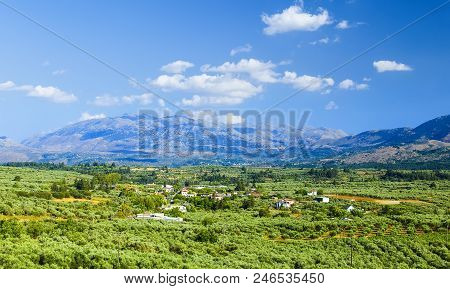 Olive Groves On The Mountain Slopes In Crete Island, Greece