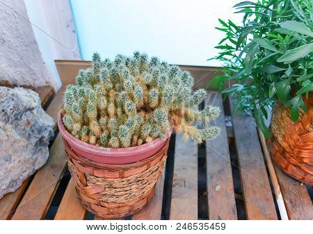 Cactus And Kalanchoe In Brown Pots On A Wooden Stand. Mamillara Prolifera And Laciniate Kalanchoe
