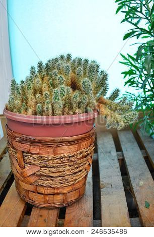 Cactus In A Brown Pot On A Wooden Stand. Mamillara Prolifera
