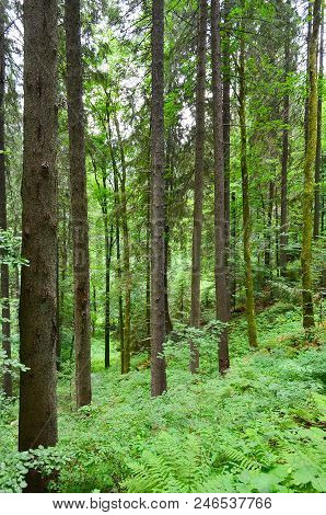 High Slender Tree Trunks And A Fern In A Mixed Forest.