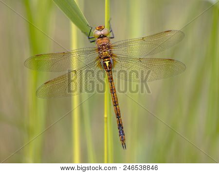 Green-eyed Hawker (aeshna Isoceles) Resting On Green Reed Stem With Blurred Background