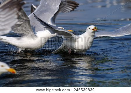 A Pair Of Herring Gulls Fighting Over A Piece Of Food