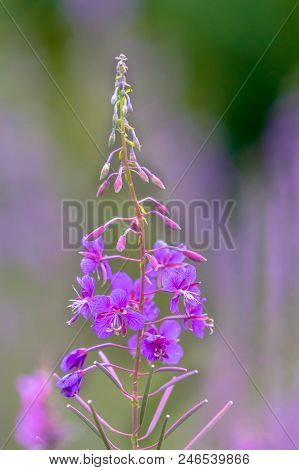 Flower Of Great Willowherb (chamaenerion Angustifolium) With Shallow Depth And More Flowers In Backg