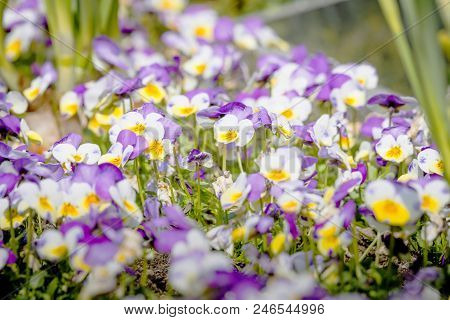 Viola Tricolor Also Known As Johnny Jump Up Flowers In The Sun On A Meadow In The Summer