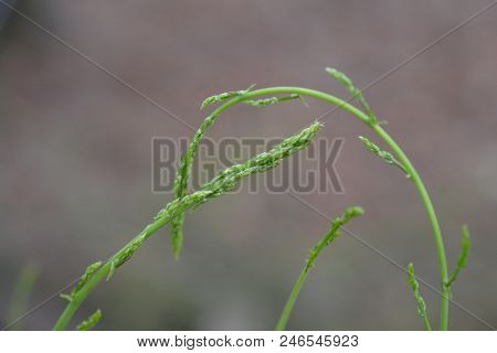 Wild Asparagus - Latin Name - Asparagus Acutifolius