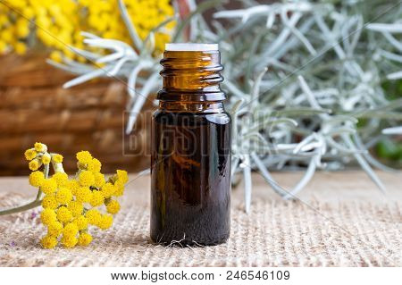 A Bottle Of Essential Oil With Fresh Blooming Helichrysum Italicum Plant
