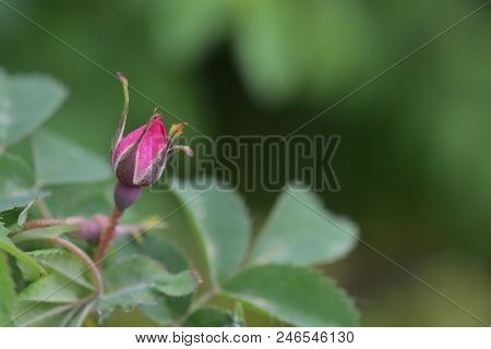 Alpine Rose Pink Flower Bud - Latin Name - Rosa Pendulina