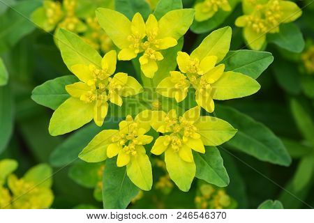 Cushion Spurge Yellow Flowers - Latin Name - Euphorbia Epithymoides