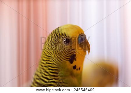 Budgerigar, Budgie Birds Closeup With Selective Focus On Background. Green Budgies In Birdcage. Parr