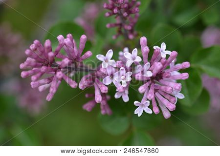 Korean Lilac Pink Flower - Latin Name - Syringa Meyeri Palibin