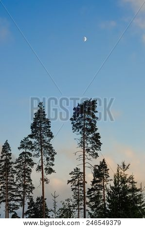 Crescent Moon Above The Pine Trees Near Sunset