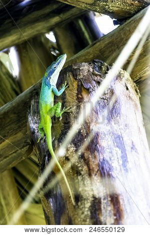 Cuban Male Lizard Allisons Anole (anolis Allisoni), Also Known As The Blue-headed Anole - Varadero, 