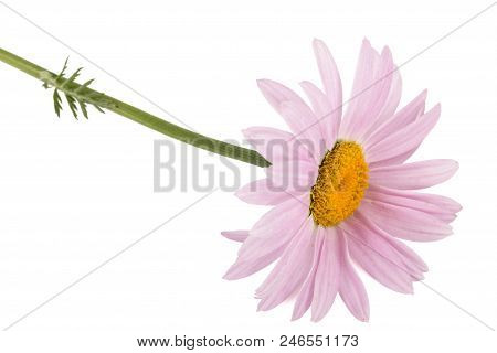 Flowers Of Pyrethrum, Isolated On White Background