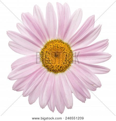 Flowers Of Pyrethrum, Isolated On White Background