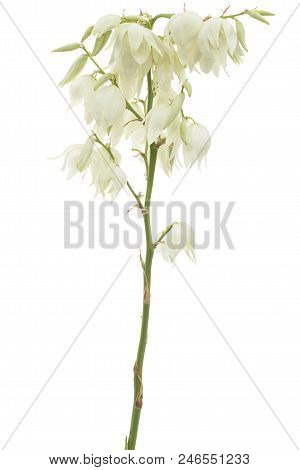 Flower Of Yucca, Isolated On White Background
