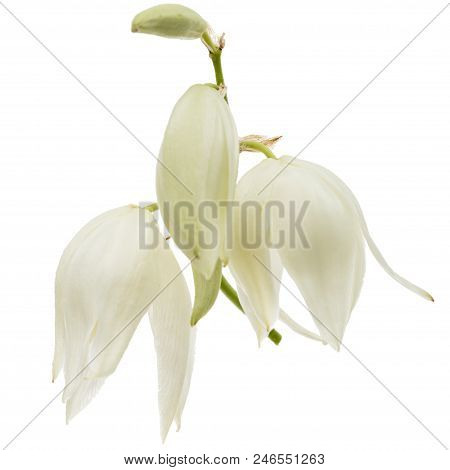 Flower Of Yucca, Isolated On White Background