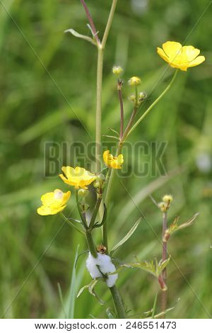 Spittle Bug Foam On A Butter Cup Plant. Immature Spittle Bugs Are Hidden Inside The White Frothy Foa