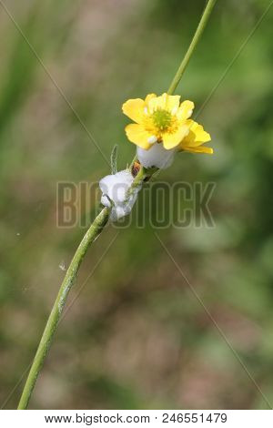 Spittle Bug Foam On A Butter Cup Plant. Immature Spittle Bugs Are Hidden Inside The White Frothy Foa