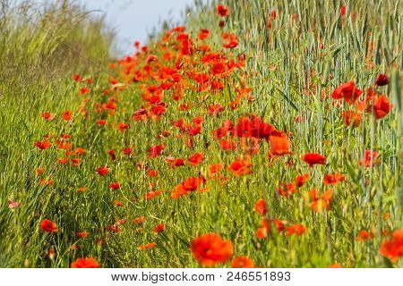 Wildflowers Of The Pskov Region. Poppies And Wheat On The Russian Fields.