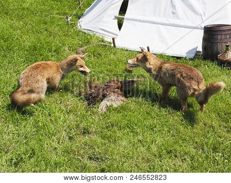 Adult Red Fox Eating Catch Bird On Meadow In Early Morning