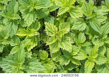Henbit Dead-nettle Or Greater Henbit Fresh Green Leaves