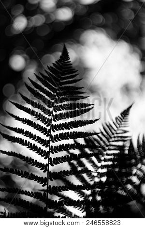 Ferns (polypodiophyta) Are A Detachment Of Sprue Vascular Plants, Or Pteridophyta, Whose Representat