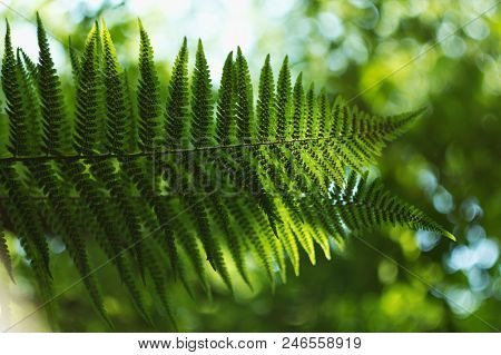 Ferns (polypodiophyta) Are A Detachment Of Sprue Vascular Plants, Or Pteridophyta, Whose Representat