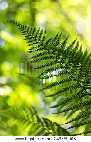 Ferns (polypodiophyta) Are A Detachment Of Sprue Vascular Plants, Or Pteridophyta, Whose Representat