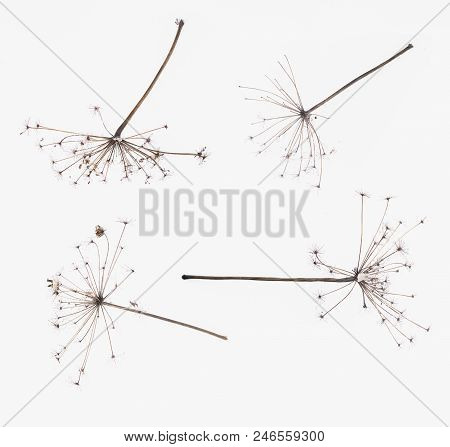 Dry Cicuta Hemlock Flower Head Isolated On White Background.
Poisonous Plant.