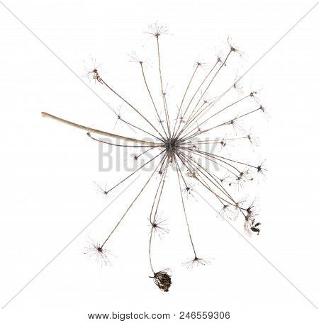 Dry Cicuta Hemlock Flower Head Isolated On White Background.