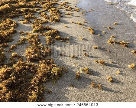 Waves Crash On The Shore Over Footprints As Thick Brown Sargassum Seaweed On The Shore Of Florida Be