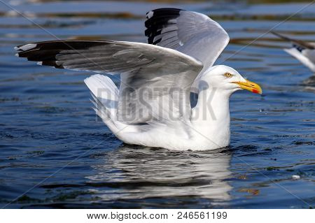 A Herring Gull Landing On Water With Outstretched Wings