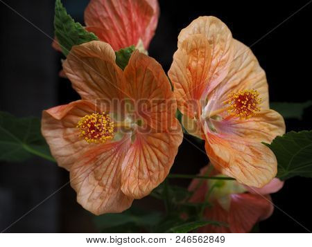 Orange Flowers Maple Abutilon On A Black Background. Close Up