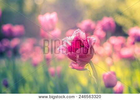 A Field Of Pink Fringed Tulips In The Garden On A Bright Sunny Day. Close-up.
