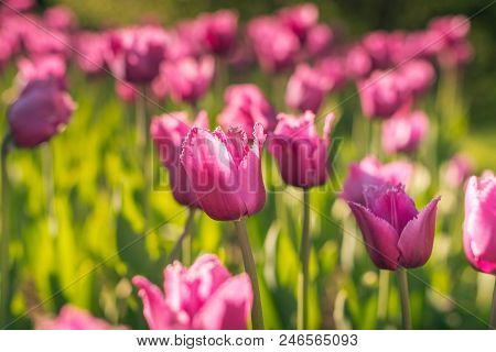 A Field Of Pink Fimbriated Tulips In The Garden On A Bright Sunny Day