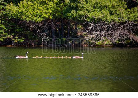 Family Of Geese (branta Canadensis) Swimming Across A Lake In Springtime