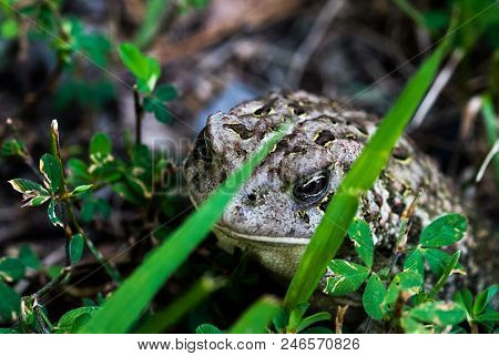 Woodland Toad Hiding In Shade Of Green Grass