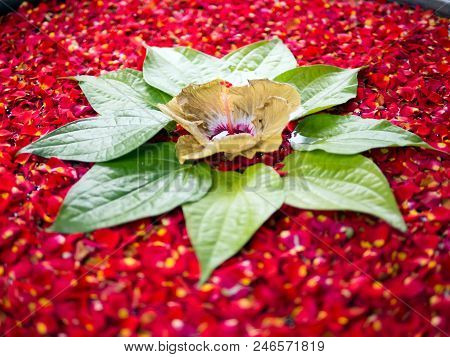 Big Yellow Blossom Of A Hisbiscus Flower In The Middle Of Red Petals