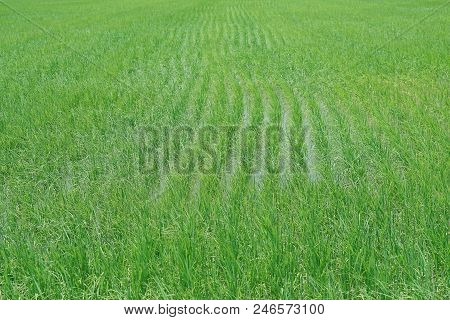 Green Field Jasmine Rice In Thailand.the Rice Is Very Fragrant.