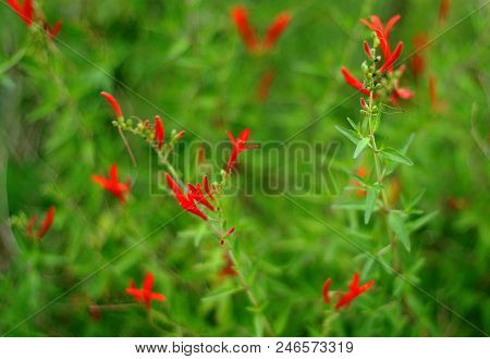 Red Flowers Of Penstemon Plant On Green Blurred Background. San Antonio, Texas
