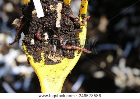 Red Worms Dendrobena Veneta. Used For Composting, Fishing, And Bird Feeding