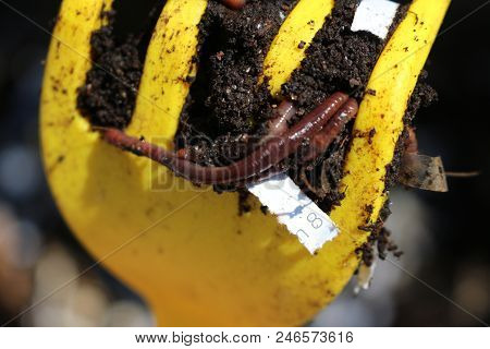 Red Worms Dendrobena Veneta. Used For Composting, Fishing, And Bird Feeding