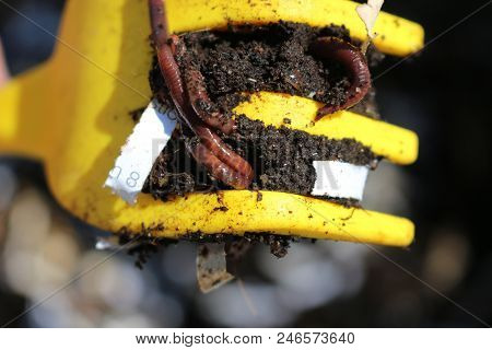 Red Worms Dendrobena Veneta. Used For Composting, Fishing, And Bird Feeding