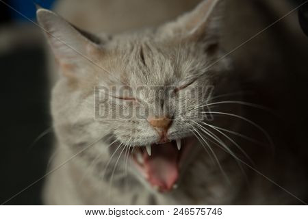 Portrait Of A Yawing Of A Red Cat With Fangs